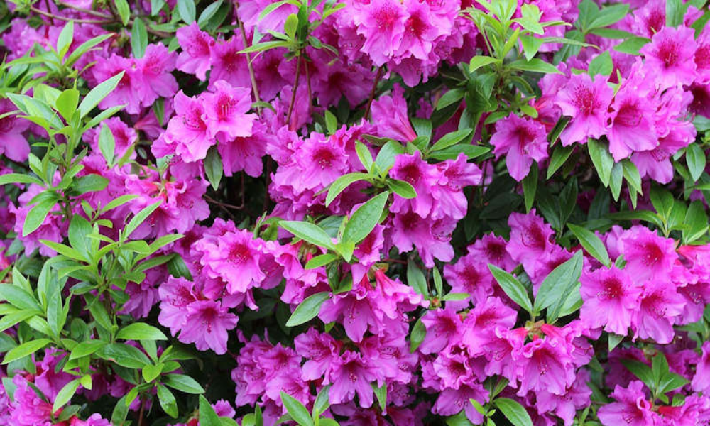Azaleas struggling to grow in Georgia clay soil without amendments