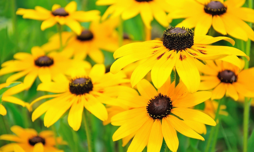 Black-eyed Susans thriving in Georgia clay soil garden