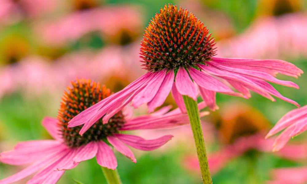 Coneflowers blooming in a Georgia garden with red clay soil