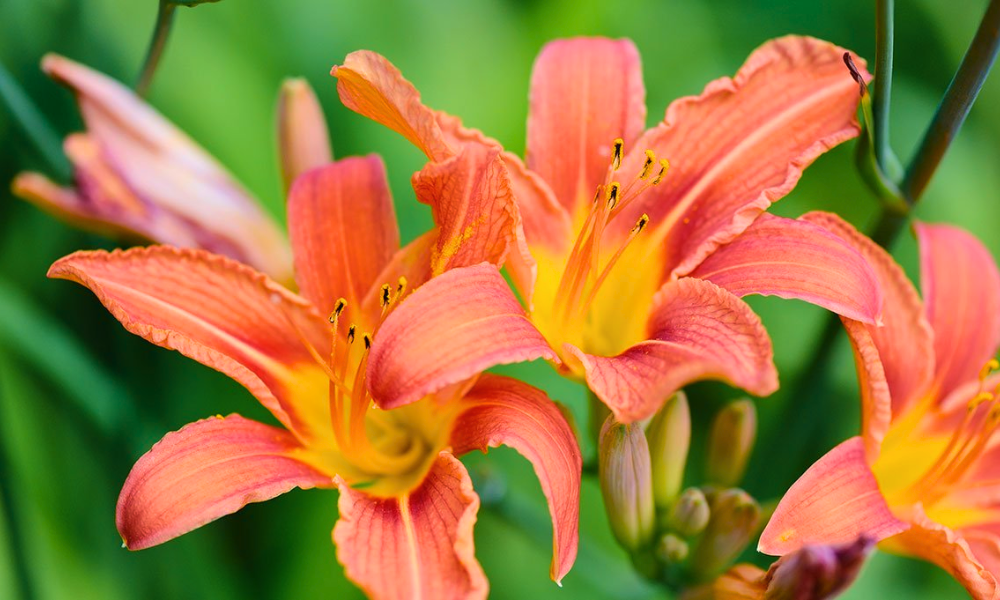 Daylilies thriving in heavy Georgia clay soil with little maintenance